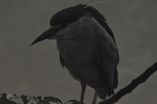 Uccelli dello sri lanka mi aiutate a identificarli ?